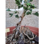 Ginkgo biloba — Agarrado à Rocha | 41 cm - Image 4
