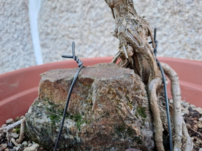 Ginkgo biloba — Agarrado à Rocha | 41 cm - Image 5