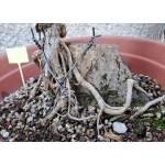 Ginkgo biloba — Agarrado à Rocha | 41 cm - Image 7