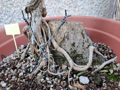 Ginkgo biloba — Agarrado à Rocha | 41 cm - Image 6