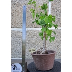 Ginkgo biloba — Estilo Tocha | 53 cm - Image 3