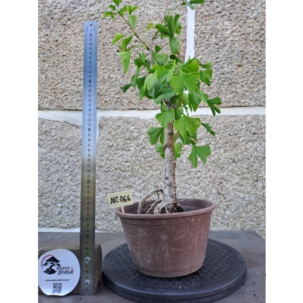 Ginkgo biloba — Estilo Tocha | 53 cm