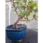 Zelkova serrata — Moyogui - Image 4