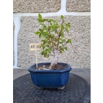 Zelkova serrata — Moyogui - Image 6