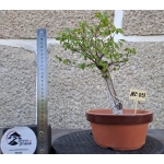 Zelkova serrata — Hokidachi - Image 3
