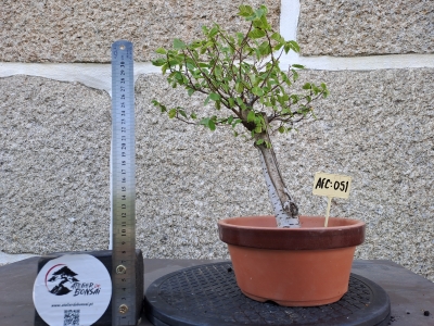 Zelkova serrata — Hokidachi - Image 2