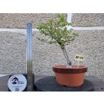 Zelkova serrata — Hokidachi