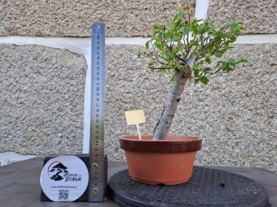 Zelkova serrata — Hokidachi - Image 5
