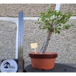 Zelkova serrata — Hokidachi - Image 4