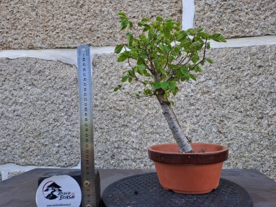 Zelkova serrata — Hokidachi - Image 7