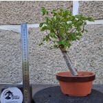 Zelkova serrata — Hokidachi - Image 6