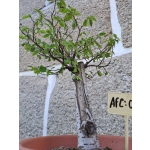 Zelkova serrata — Hokidachi - Image 8