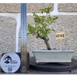 Zelkova serrata — Hokidachi