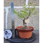 Zelkova — Hokidachi | 29 cm - Image 2