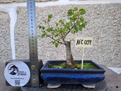 Zelkova serrata — Hokidachi