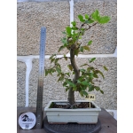 Carpinus betulus — Moyogi - Image 2