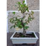 Carpinus betulus — Moyogi - Image 4