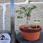 Zelkova serrata — Hokidachi