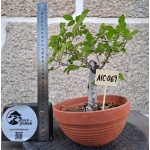 Zelkova serrata — Hokidachi - Image 3