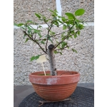 Zelkova serrata — Hokidachi - Image 7