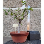 Zelkova serrata — Hokidachi - Image 6