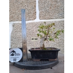 Zelkova serrata — Bonsai estilo Hokidachi - Image 3