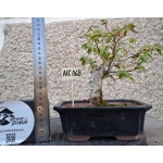 Zelkova serrata — Bonsai estilo Hokidachi - Image 2