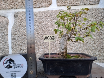 Zelkova serrata — Bonsai estilo Hokidachi - Image 4