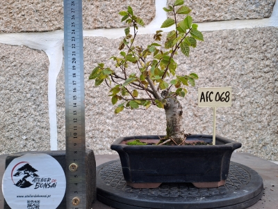 Zelkova serrata — Bonsai estilo Hokidachi - Image 5