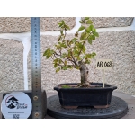 Zelkova serrata — Bonsai estilo Hokidachi