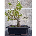 Zelkova serrata — Bonsai estilo Hokidachi - Image 6