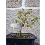 Zelkova serrata — Bonsai estilo Hokidachi - Image 7