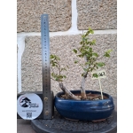 ZELKOVA SERRATA — SOKAN / DUPLO TRONCO