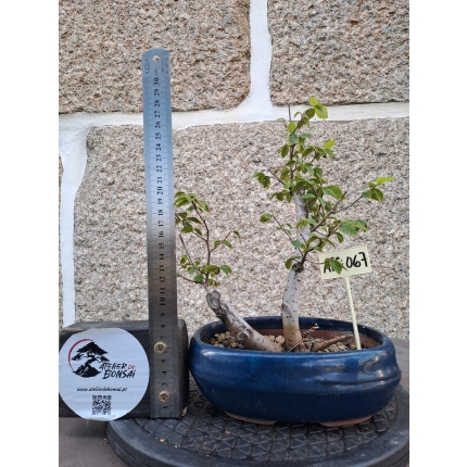 ZELKOVA SERRATA — SOKAN / DUPLO TRONCO