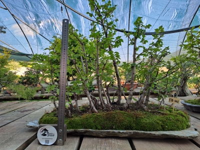 FLORESTA DE ZELKOVA SERRATA — 21 ÁRVORES - Image 3