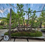 FLORESTA DE ZELKOVA SERRATA — 21 ÁRVORES
