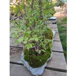 FLORESTA DE ZELKOVA SERRATA — 21 ÁRVORES - Image 5