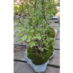 FLORESTA DE ZELKOVA SERRATA — 21 ÁRVORES - Image 4