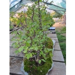 FLORESTA DE ZELKOVA SERRATA — 21 ÁRVORES - Image 6
