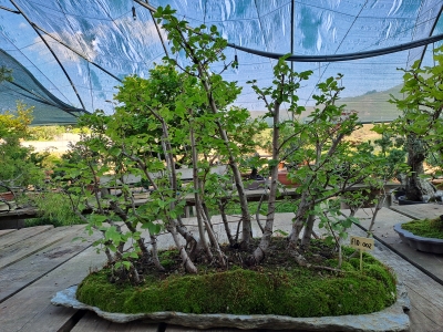 FLORESTA DE ZELKOVA SERRATA — 21 ÁRVORES - Image 8