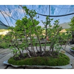 FLORESTA DE ZELKOVA SERRATA — 21 ÁRVORES - Image 7