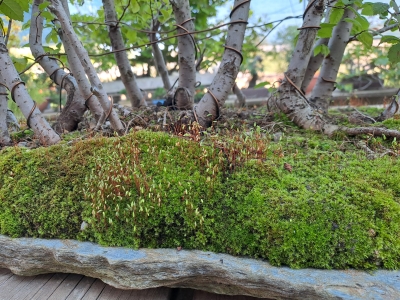 FLORESTA DE ZELKOVA SERRATA — 21 ÁRVORES - Image 9