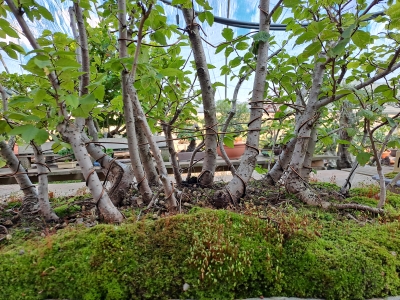 FLORESTA DE ZELKOVA SERRATA — 21 ÁRVORES - Image 10