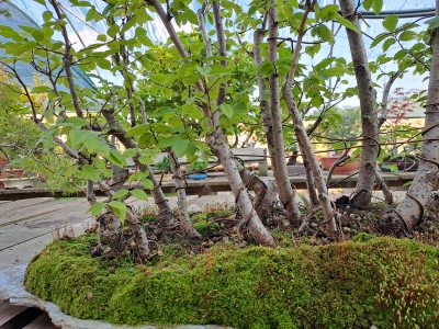 FLORESTA DE ZELKOVA SERRATA — 21 ÁRVORES - Image 11
