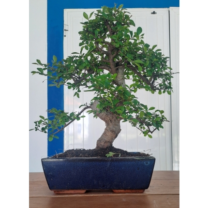 Ulmeiro Chinês 10 Anos — Moyogi de Tronco Sinuoso | Exemplar Único