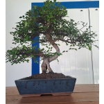 Ulmeiro Chinês 17 anos — Tronco Sinuoso | Exemplar Único - Image 3